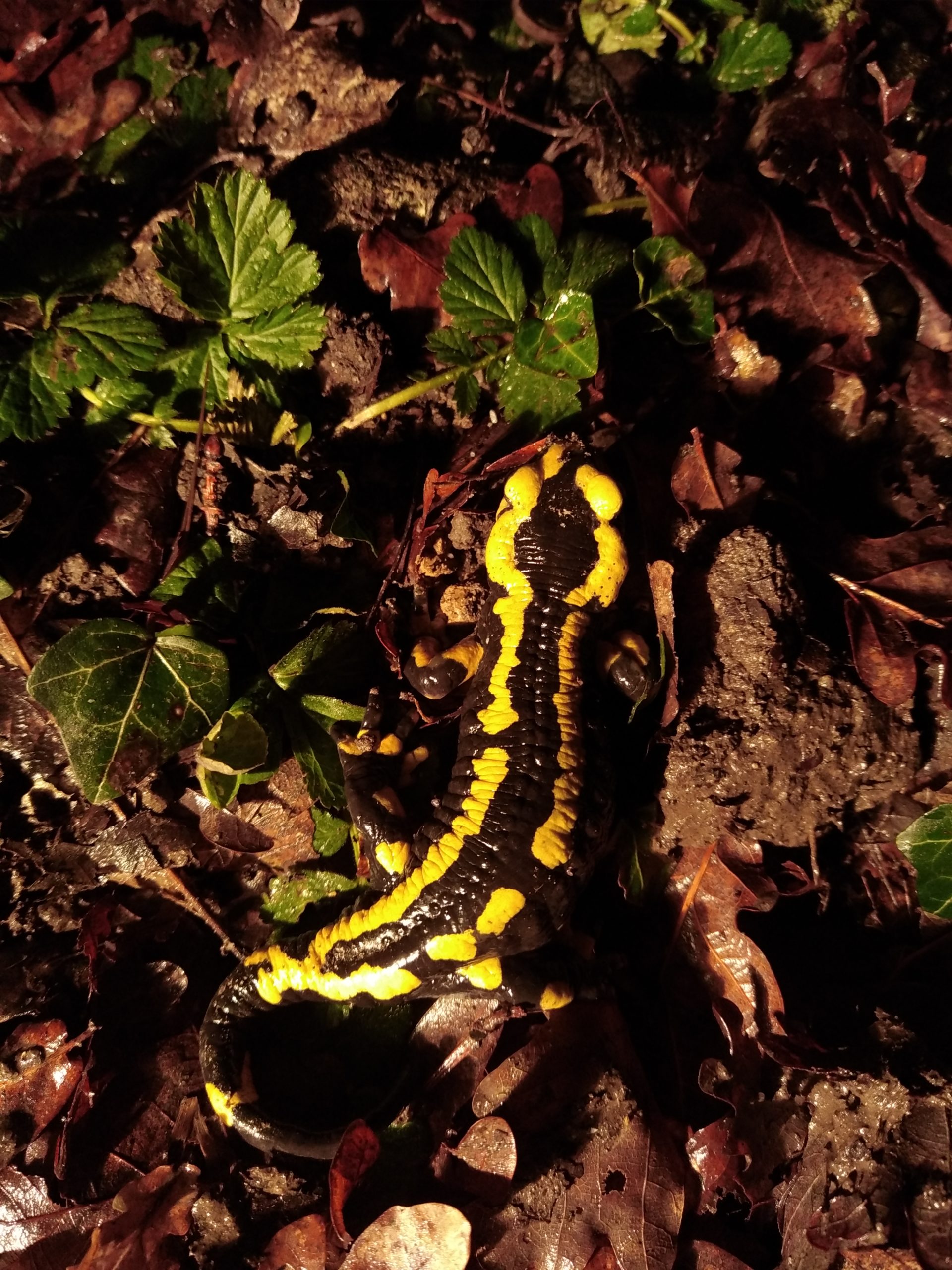 La Salamandre tachetée - Vienne Nature